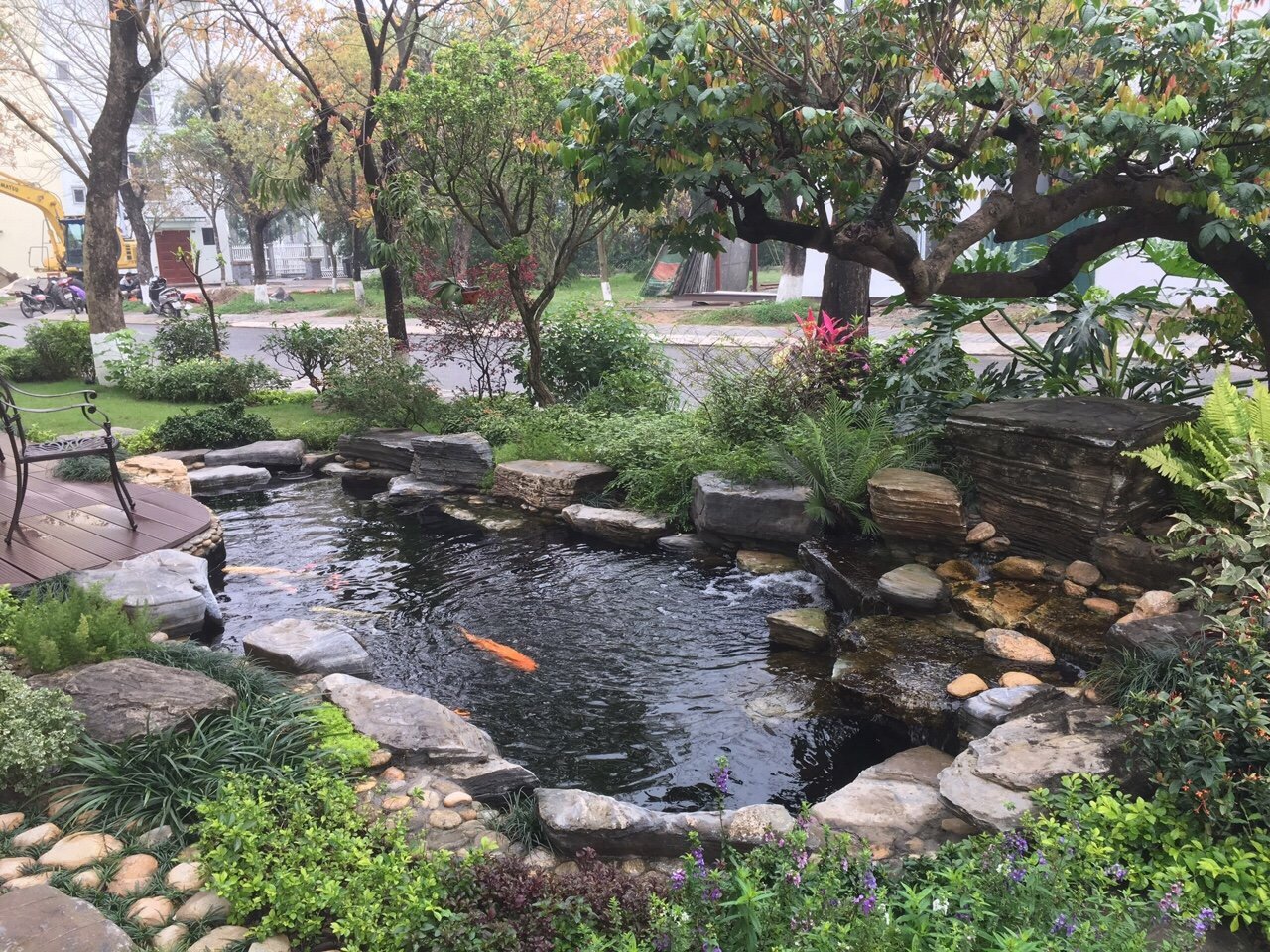 Trang trí hồ cá Koi với cây trên bờ, thác nước...