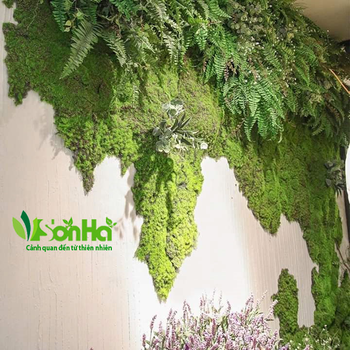 mảng-tường-rêu